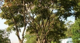 araribas-na-usp-arvores-de-sao-paulo-foto-de-ricardo-cardim-todos-os-direitos-reservados