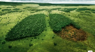desmatamento - wwf