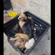 20 cães e gatos morrem em incêndio em casa de homem que resgata animais