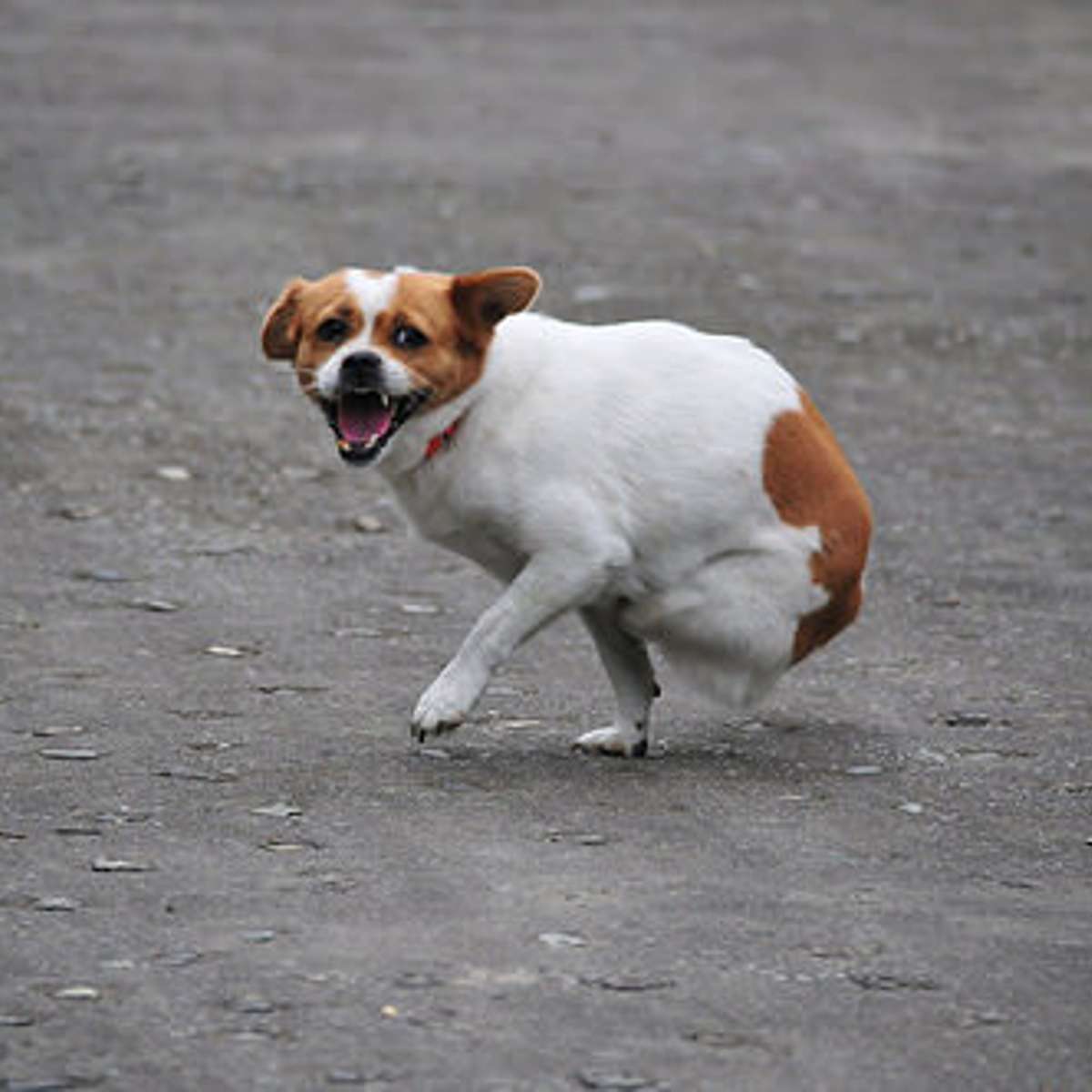 Cachorra que foi abandonada e perdeu duas pernas é adotada e torna-se embaixadora de animais