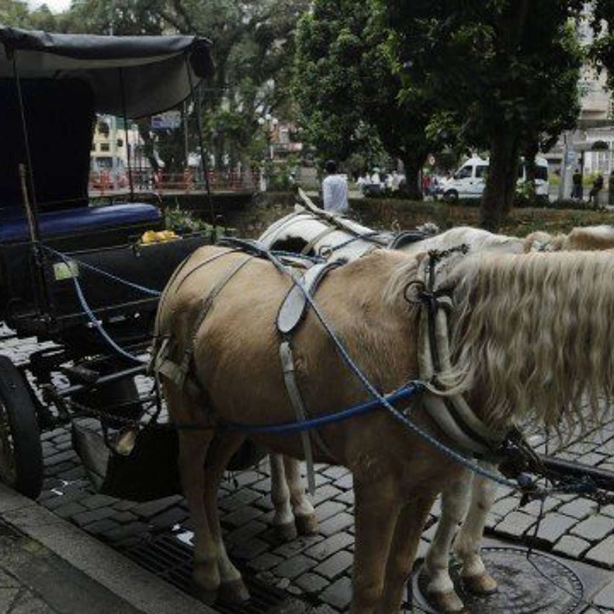 Votação decreta fim do uso de cavalos em charretes em Petrópolis