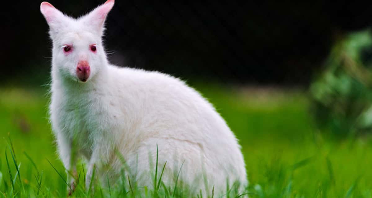 Lindos e exóticos: 21 fotos de animais albinos mostram quão magnífica pode  ser a natureza, Mulher Ciência