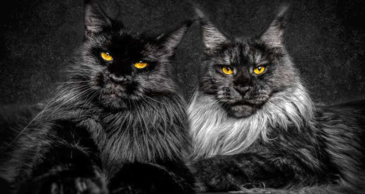 A beleza mística da raça de gatos Maine Coon