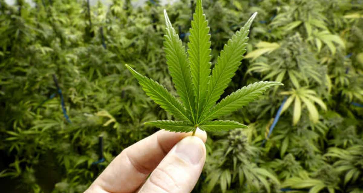 Sete Estados Norte Americanos Aprovam Legalização Da Maconha 