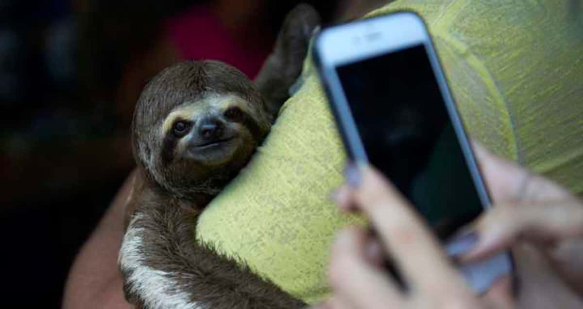 Agência brasileira cria campanha com animais selvagens aderindo à moda dos  selfies