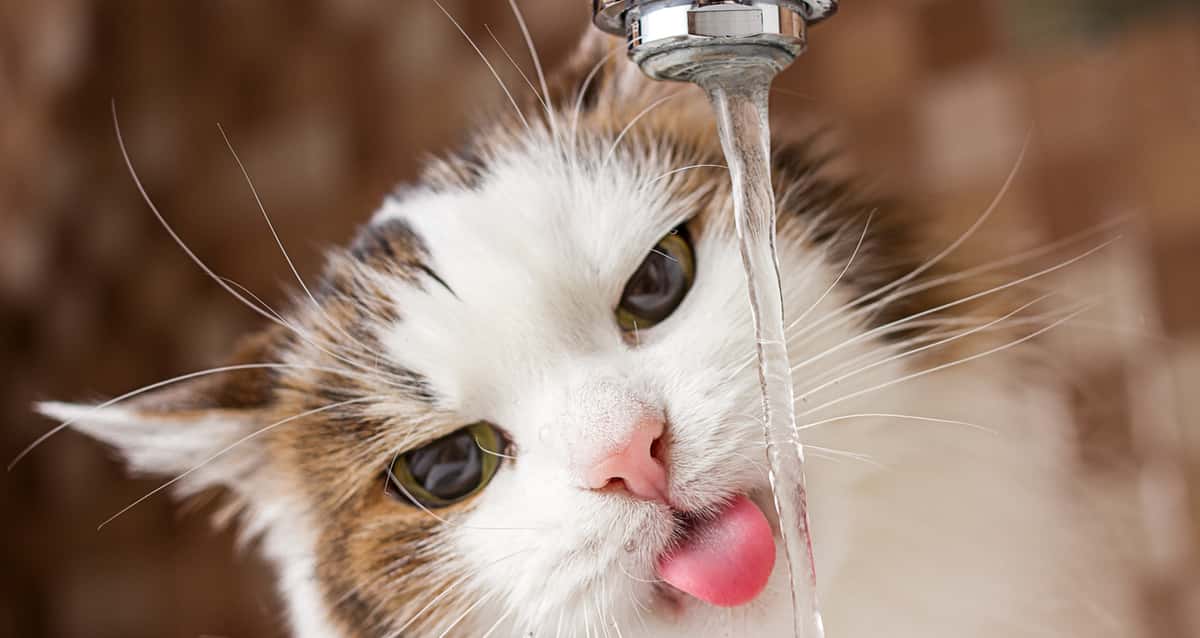 Pare tudo o que está fazendo e veja esse gatinho bebendo água em
