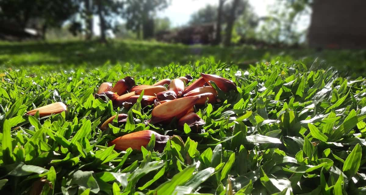 É festa de pinhão: os benefícios e a rica história desse alimento