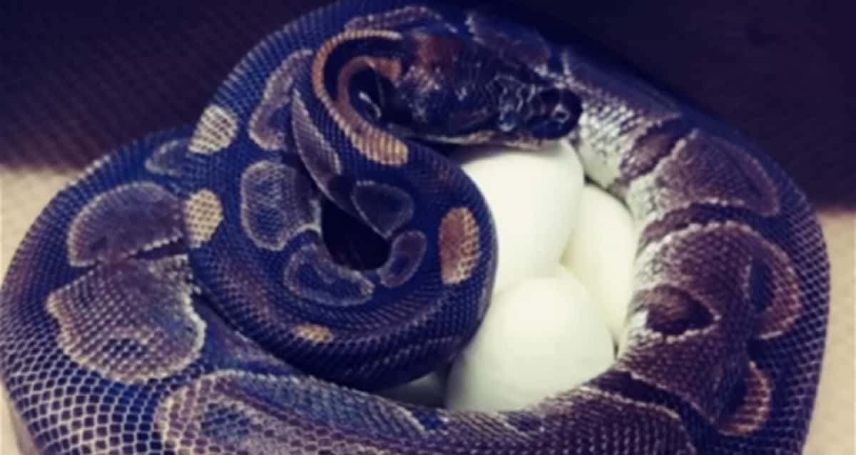 Rara espécie de cobra azul surpreende ao colocar 'ovos de