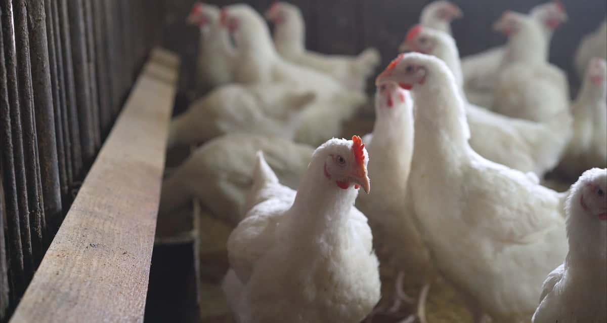 Die WHO hebt den Alarmstatus nach zwei Fällen von Vogelgrippe beim Menschen an