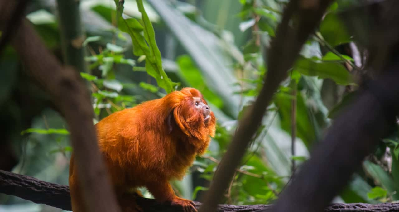 5 lugares incríveis para observação de animais em Bonito