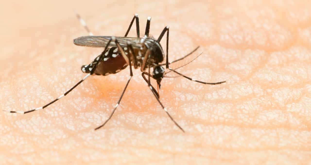 Dengue: Especialista ensina como usar o hipoclorito de sódio no combate ao Aedes aegypti