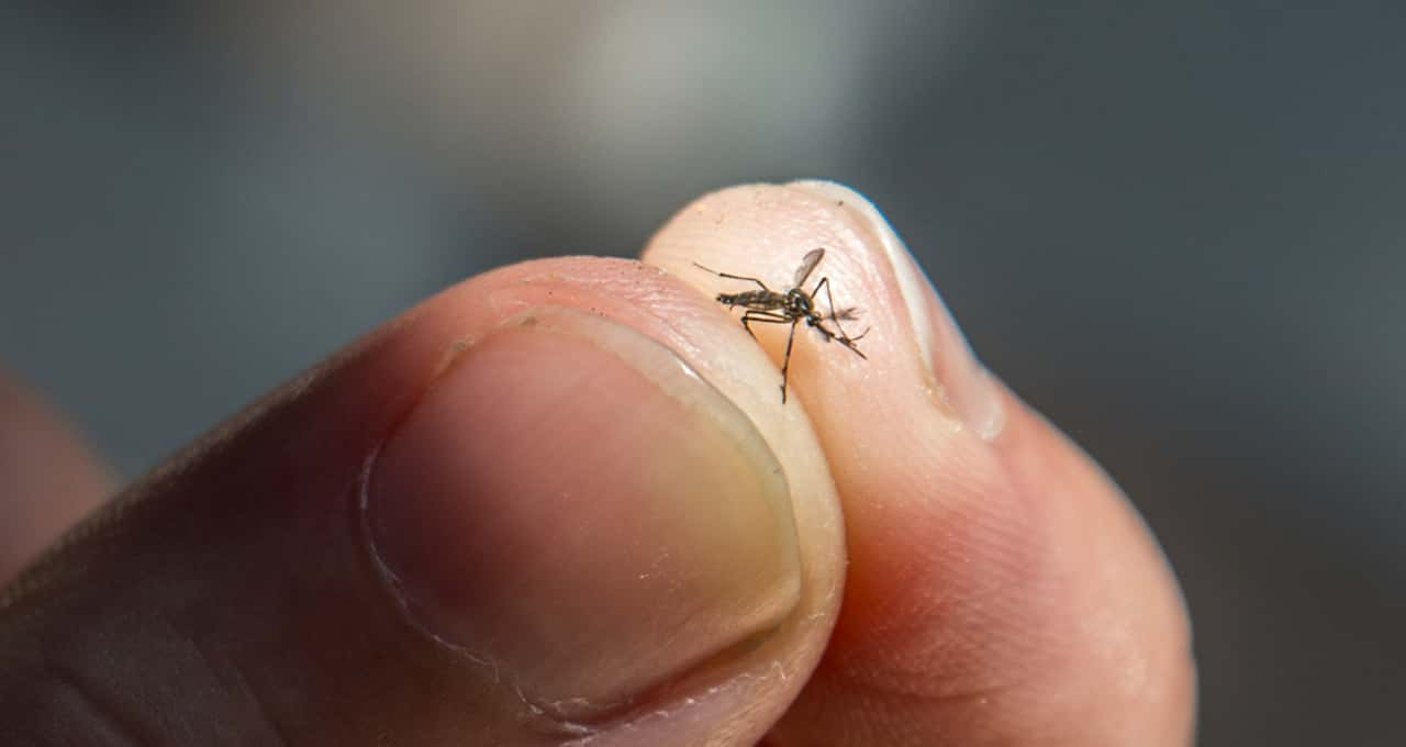 Anvisa: Como usar repelentes contra o mosquito da dengue de forma eficaz