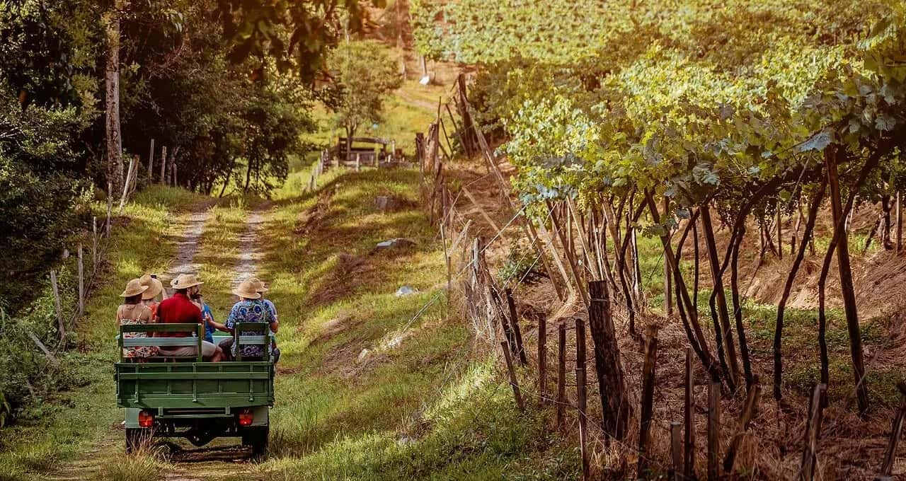 Vindima na Serra Gaúcha: experiência inesquecível entre parreirais e vinhos