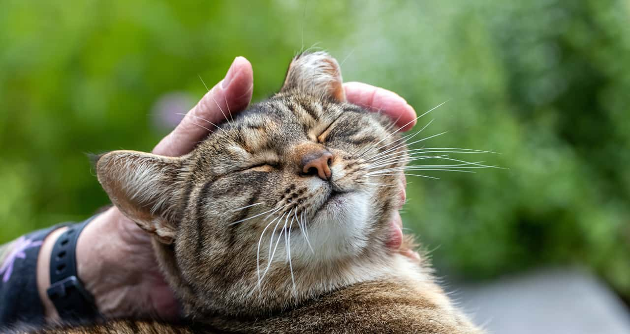 Ciência desvenda truque simples de comunicação com os gatos