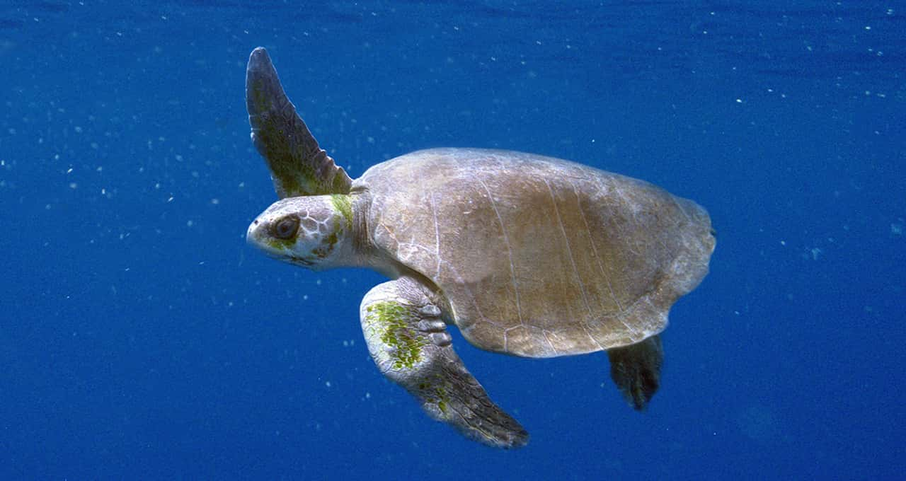 Menor litoral do Brasil é o maior refúgio das tartarugas marinhas