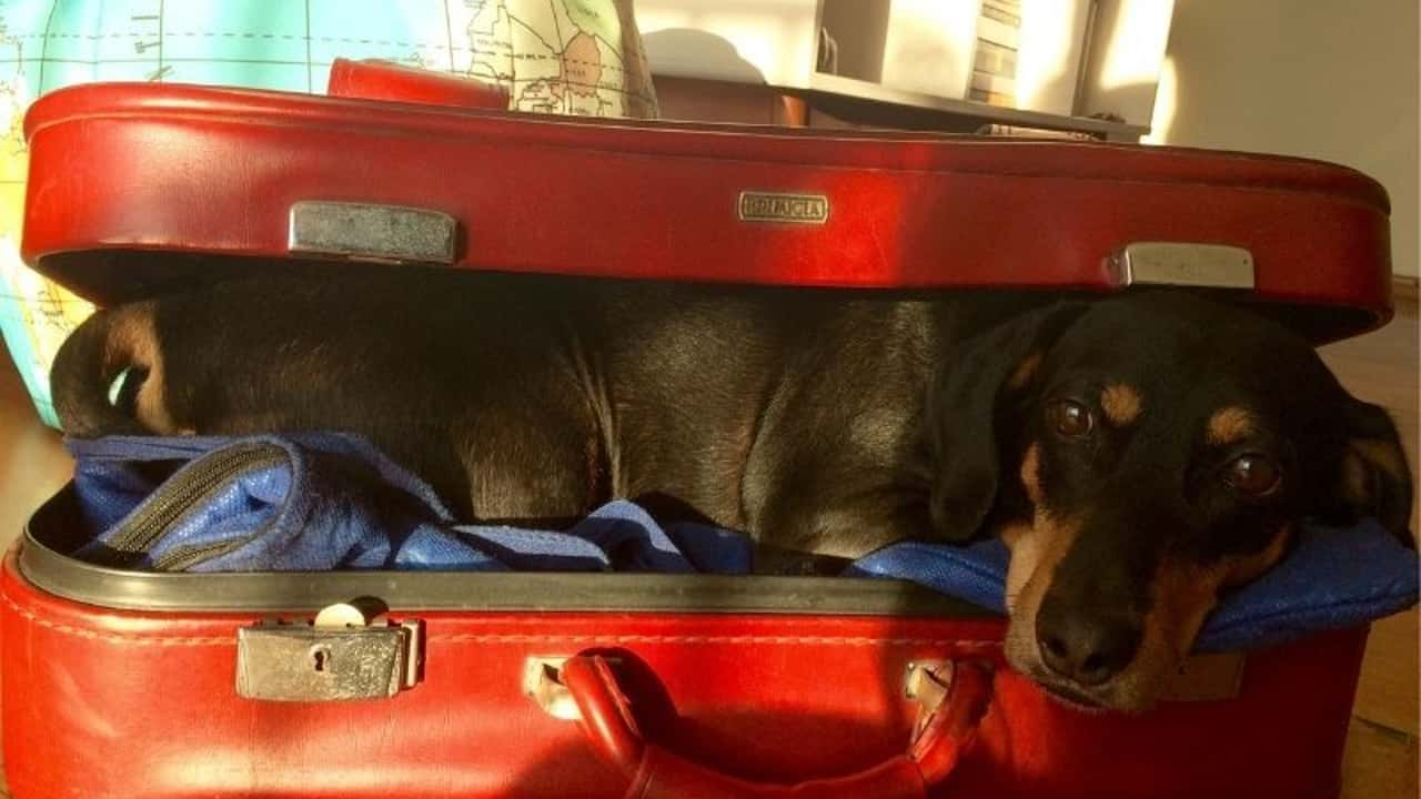 5 dicas úteis para viajar de carro com seu pet