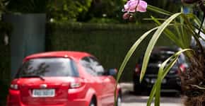 Moradores amarram orquídeas em árvores de ruas de SP