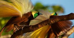 Veja o ritual de acasalamento surrealista das aves-do-paraíso