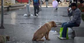 Ação dá visibilidade e pede afeto para cachorros abandonados