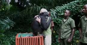 Chimpanzé é devolvida para a selva e abraça sua salvadora antes de partir