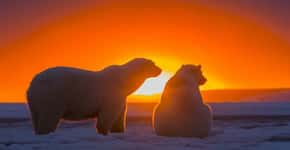 Fotógrafo flagra ursos polares observando pôr do sol no Alasca