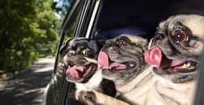 Êxtase canino: fotógrafa clica cães curtindo o vento da janela do carro para calendário