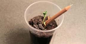 Lápis ecológico planta sementes por um mundo sustentável