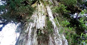 Conheça as árvores mais antigas do planeta Terra