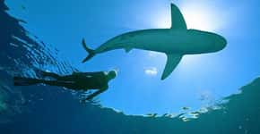 Bióloga mergulha com tubarões, sem proteção, para acabar com o preconceito em torno da espécie