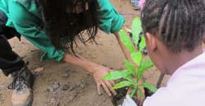 Plantio de 2 mil árvores marca a Semana do Meio Ambiente em Camaçari e Dias d’Ávila