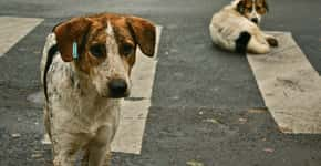 Adoção de animais de rua dá desconto no IPTU em cidade de Santa Catarina