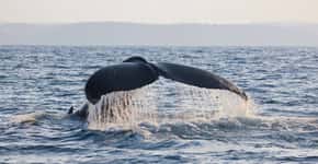 Observação de baleias é atração no litoral do país