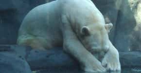 Ajude a salvar Arturo, o urso polar mais triste do mundo