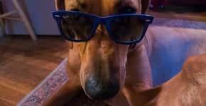 ‘Copa Selfie Canina’ vai premiar melhores fotos de cães com seus donos