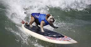 Cães participam de campeonato de surfe na Califórnia