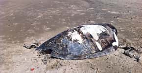 Tartarugas no Ceará: retratos do desequilíbrio ambiental