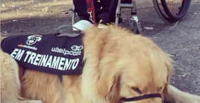 Projeto treina e doa cães gratuitamente para auxílio a cadeirantes