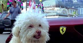 Poodle que viaja pelo mundo faz sucesso na web