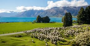 Turismo para observar tosa de ovelhas é novidade na Nova Zelândia