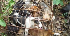 Imagens fortes: cachorros abatidos para virar comida no Vietnã