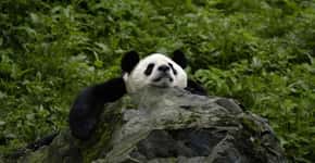 Adote um Panda: programa da WWF ajuda a salvar os simpáticos ursinhos