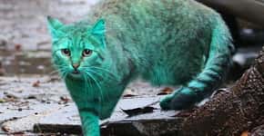 O mistério do gato com pelos verdes na Bulgária
