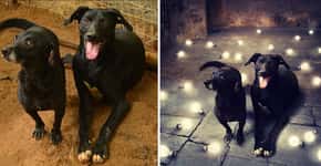 Fotógrafa transforma fotos de cachorros abandonados em fantasia para aumentar as chances de adoção