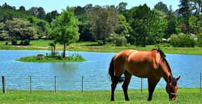 Um dia de campo à moda gaúcha