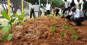 Indiano ensina como plantar uma floresta no espaço ocupado por 6 carros