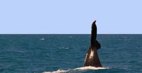 Cumuruxatiba, o recanto das baleias jubartes no sul da Bahia