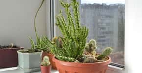 Plantas podem purificar os ambientes da casa; veja lista