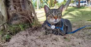Casal aventureiro viaja pelo Brasil com seu gato numa casa sobre rodas
