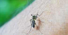 Entenda o que é zika vírus, doença ‘prima’ da dengue