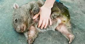 Veja imagens de animais que amam receber carinho na barriga